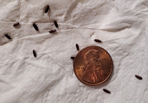 Flour beetles.